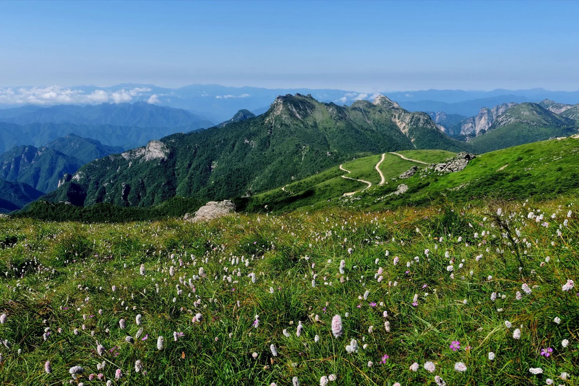 Qinling Mountains botanical sourcing region