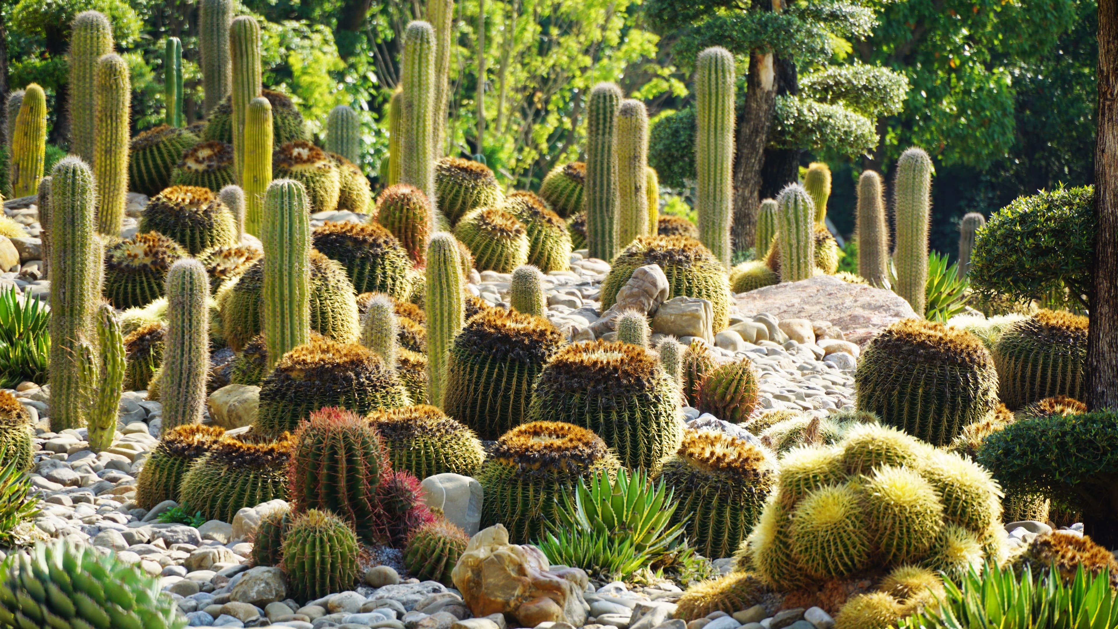 Cactus Extract