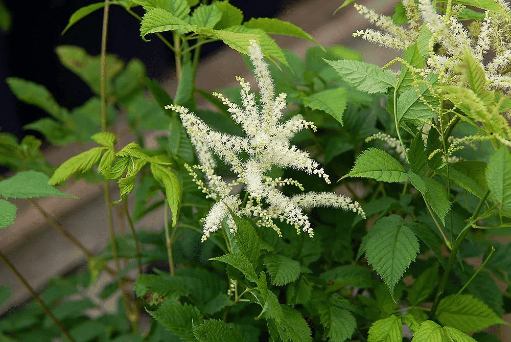 Black Cohosh (Cimicifuga Romose L.) extract (standardized to Triterpenoid saponins 2.5% 5% 8%) for B2B manufacturing