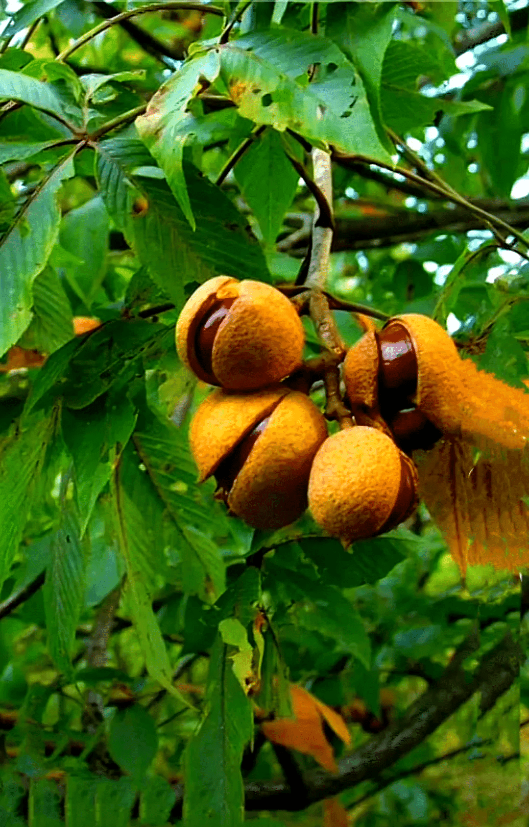 Horse Chestnut Extract