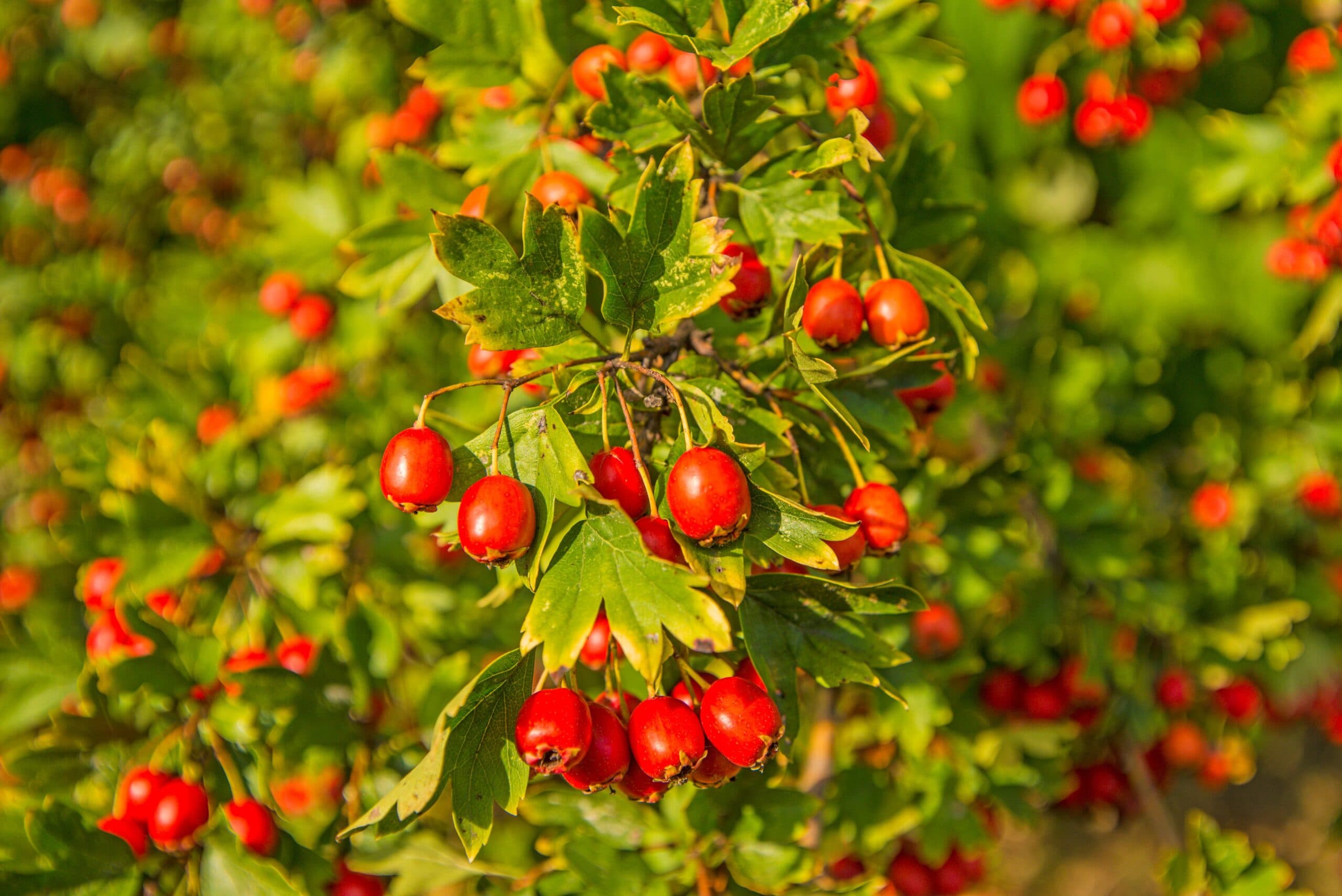 Hawthorn Leave Extract