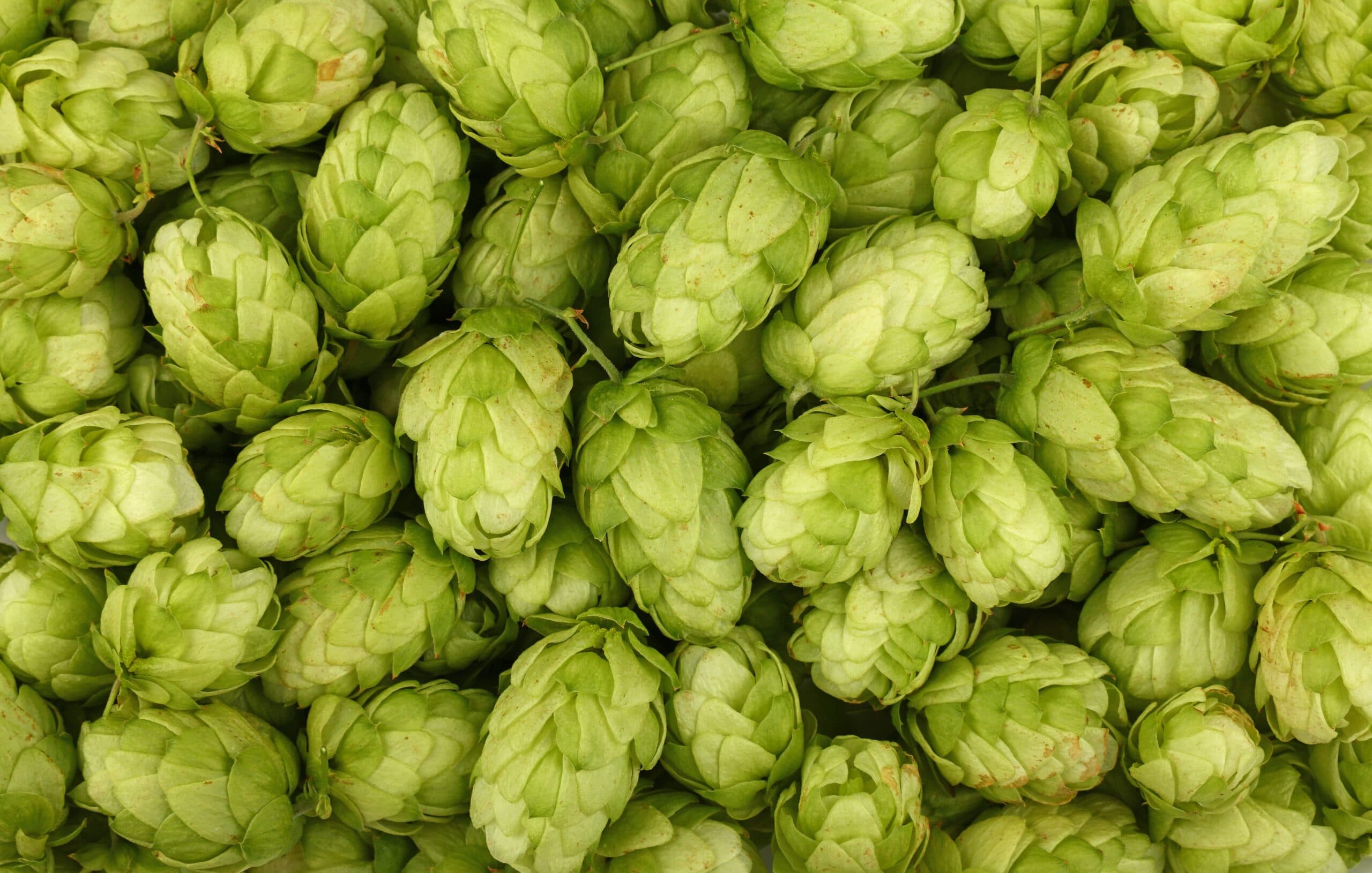 Hop (Humulus lupulus.) extract (standardized to Hops flavonoids 5%) for B2B manufacturing