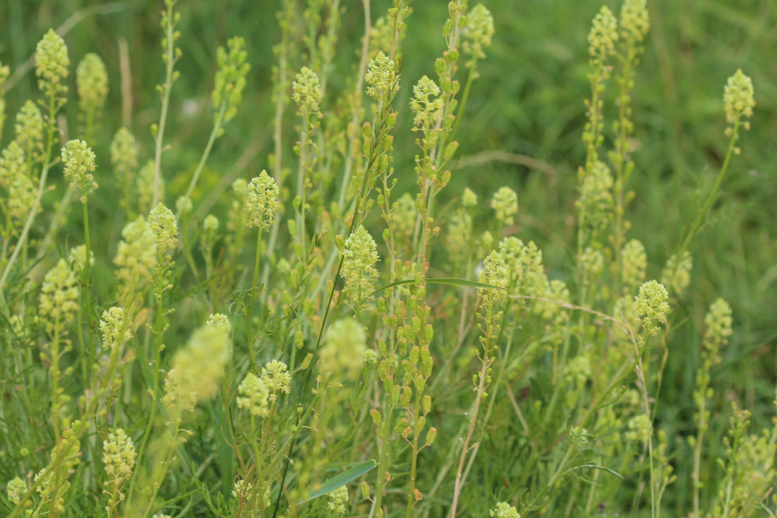 Luteolin (Arachis hypogaea L) extract (standardized to Luteolin 98%) for B2B manufacturing