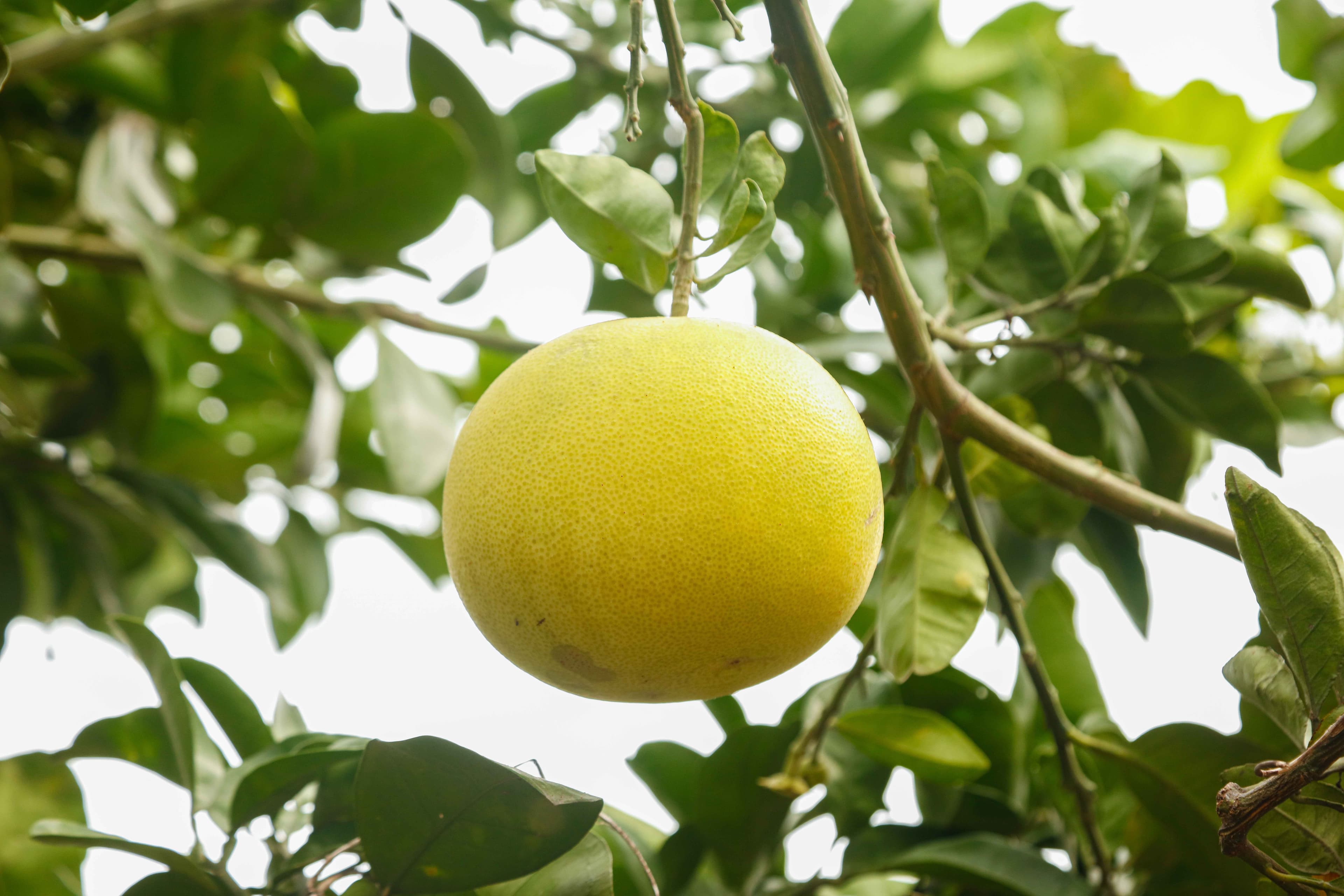 Naringin Extract