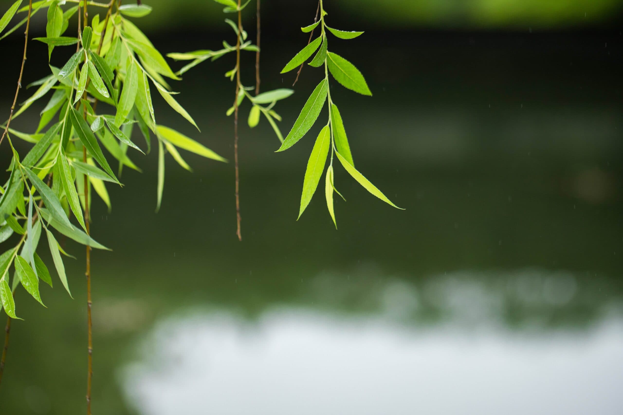 White Willow Bark (Salix babylonica L.) extract (standardized to Salicin 15% 25% 30%) for B2B manufacturing