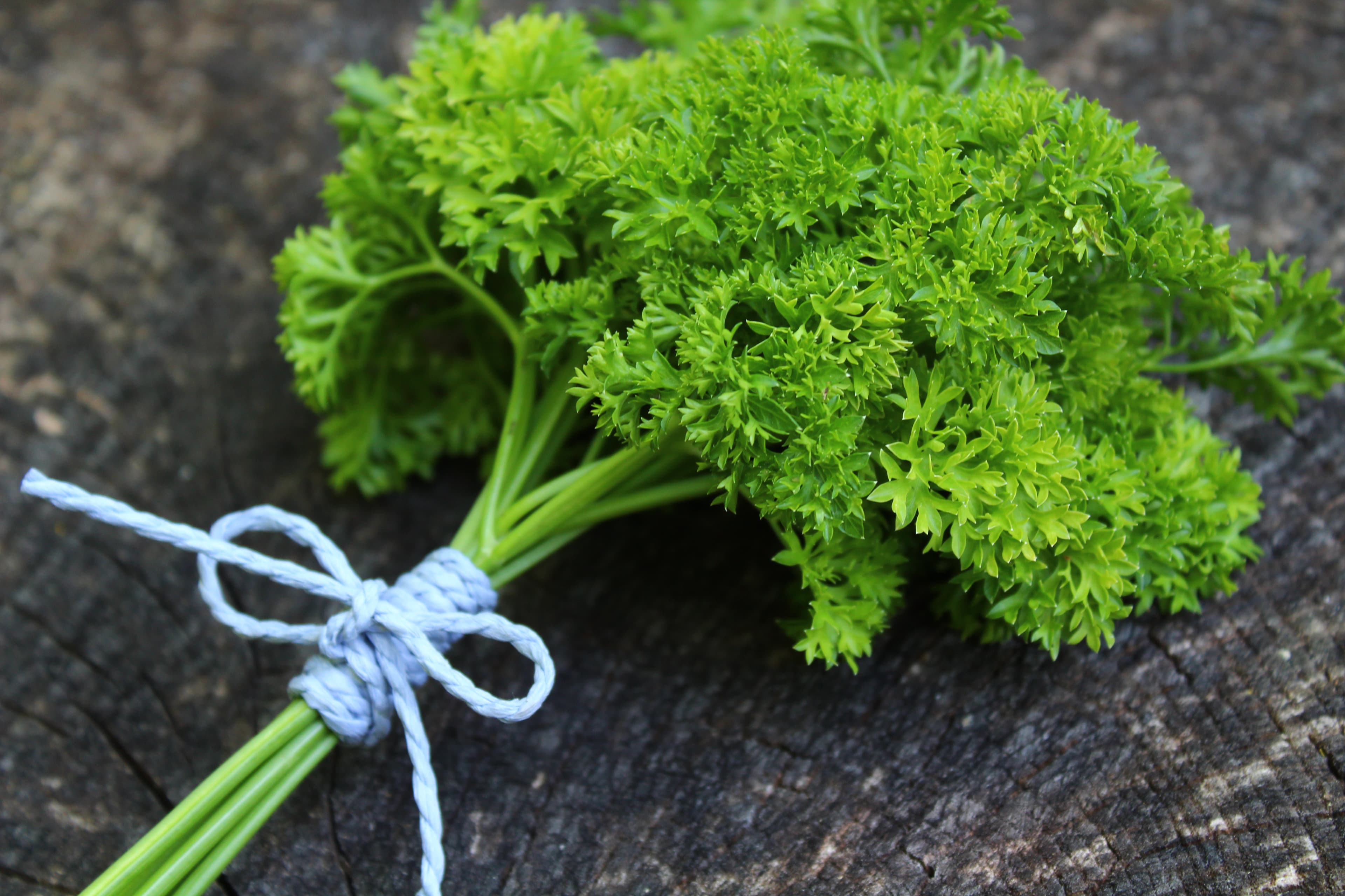 Parsley Extract/Parsley/Parsley Powder