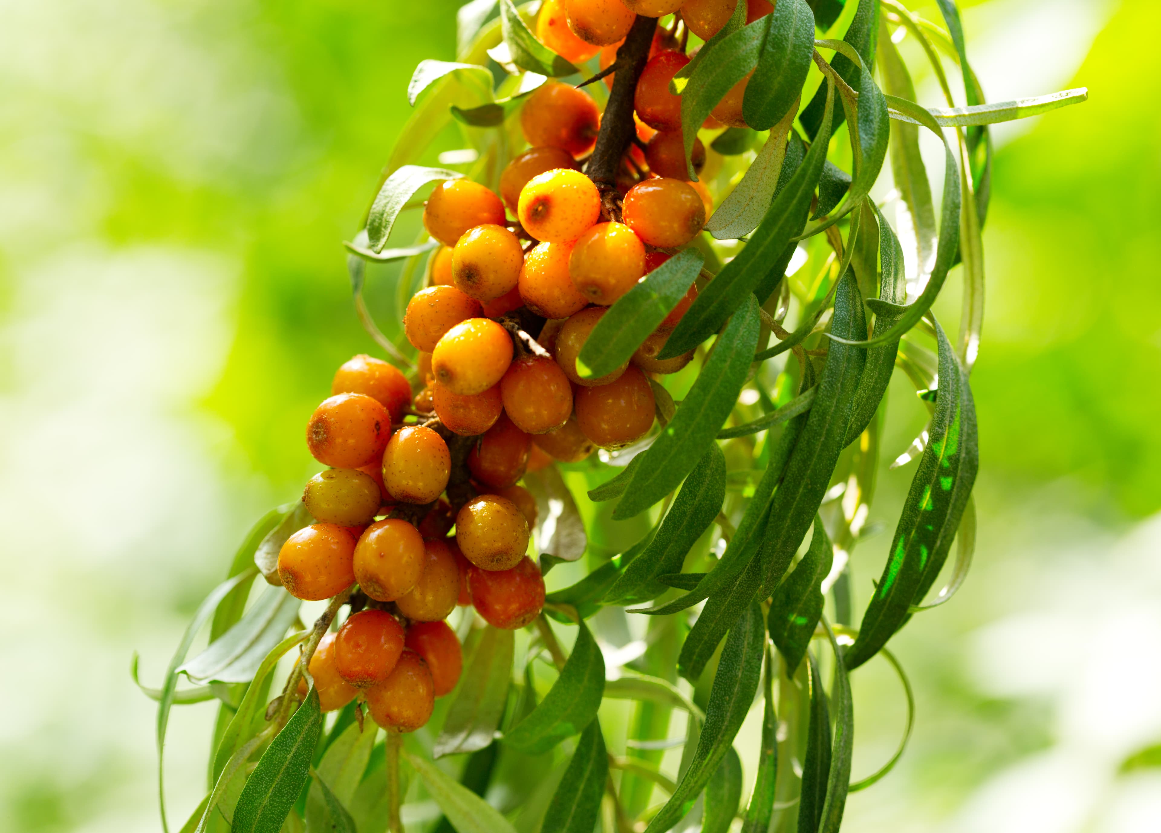 Sea Buckthorn Fruit Powder