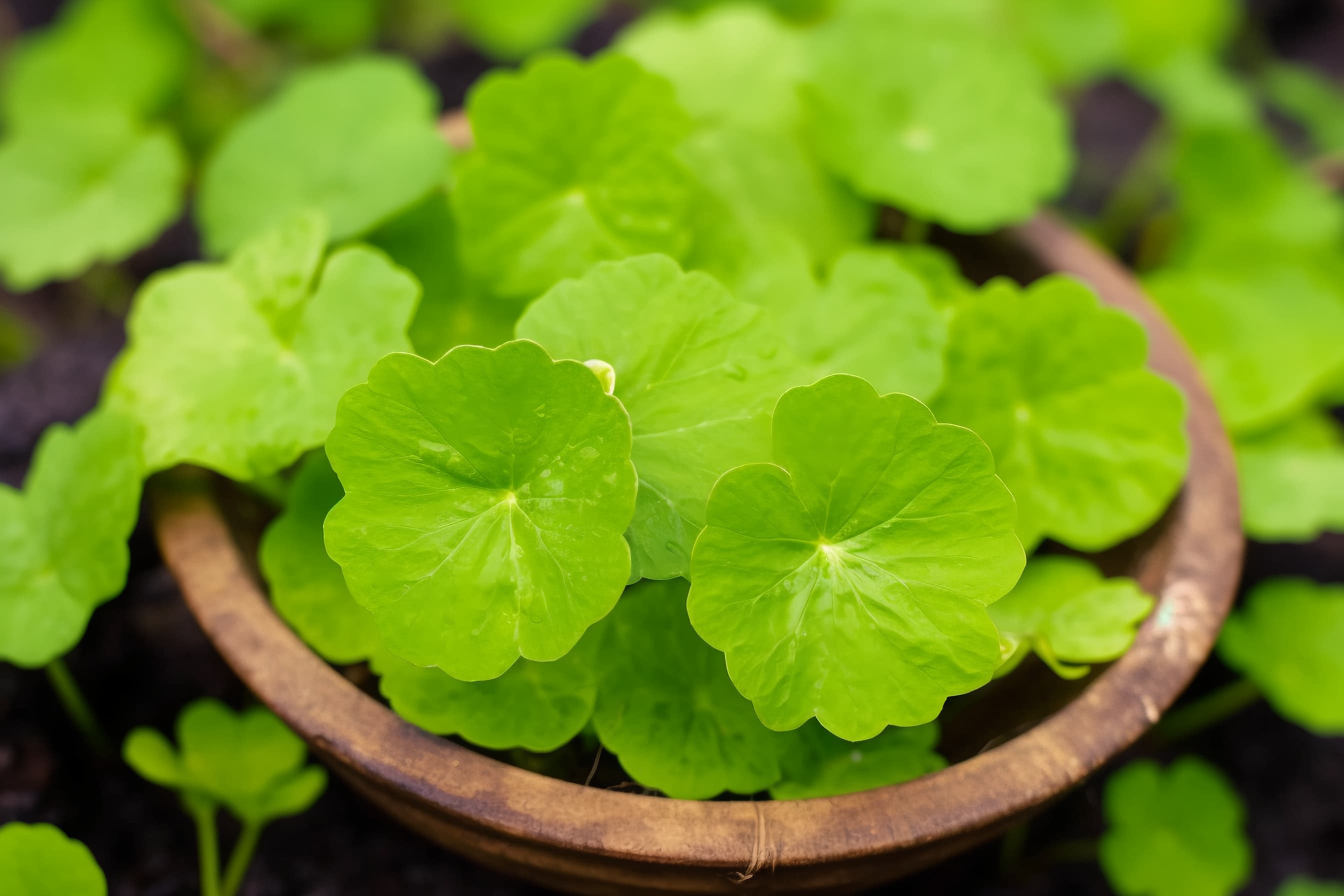 Centella Asiatica Extract Gotu Kola Extract