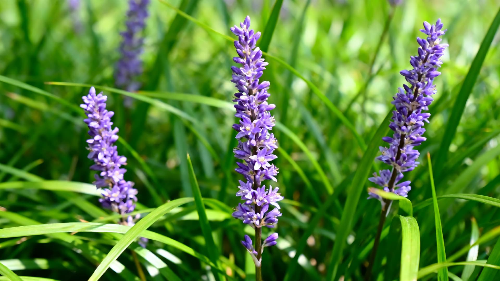 Alfalfa Extract