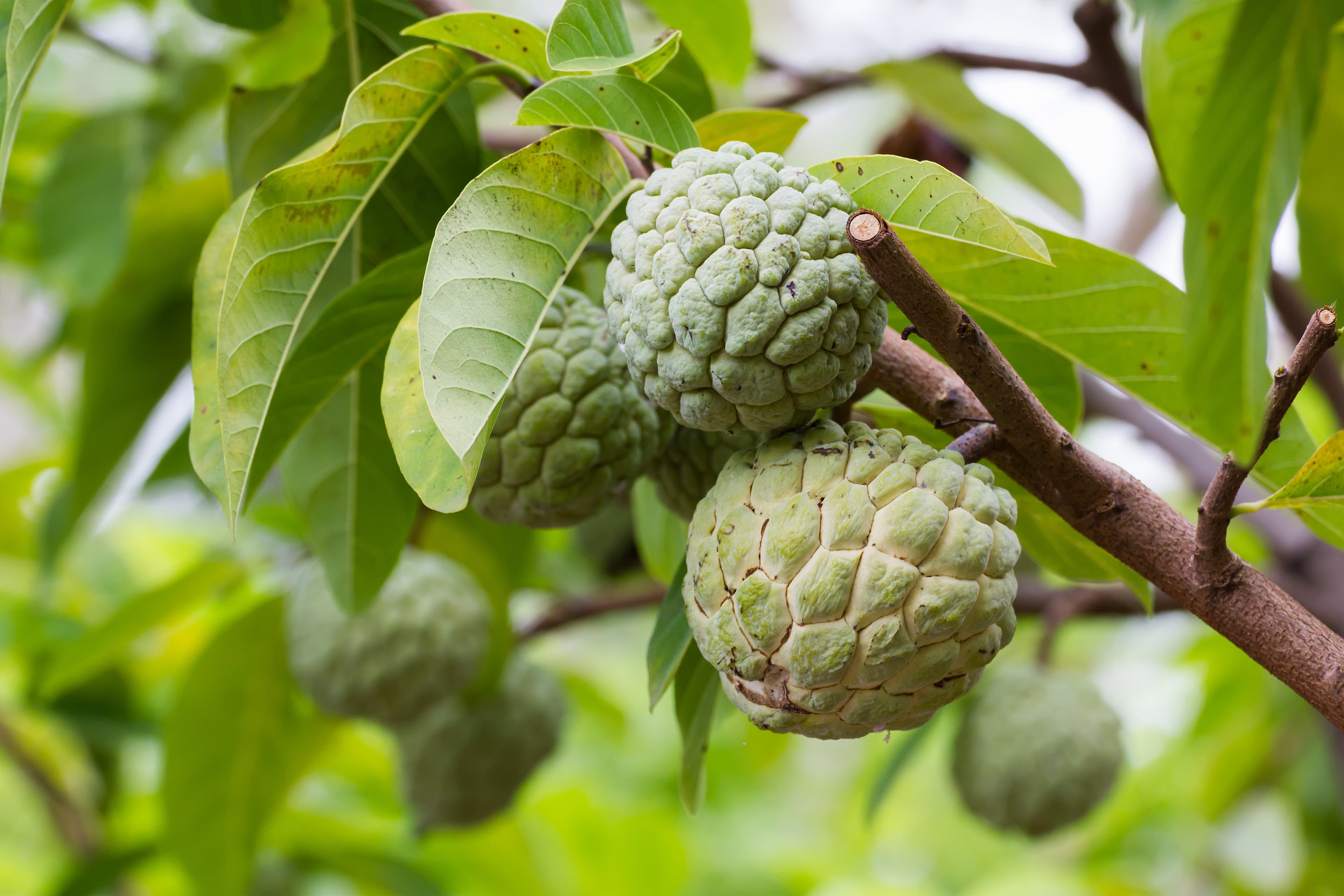 Noni Fruit Powder/Noni/Noni Extract