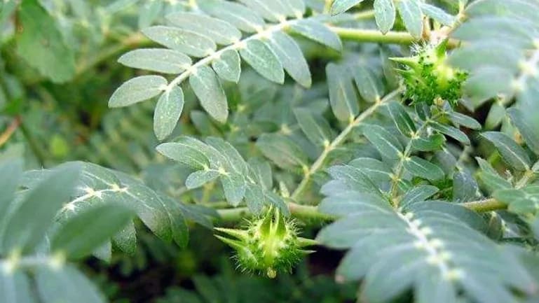 Tribulus terrestris (Tribulas Terrestris) extract (standardized to Total saponins 40% 70%; Furostanol saponins 40%) for B2B manufacturing