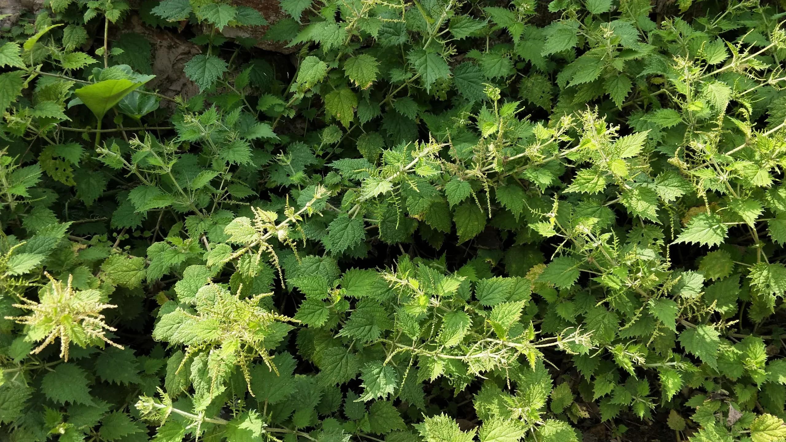 Nettle (Urtica Laetevirens) extract (standardized to Silicone 1%) for B2B manufacturing