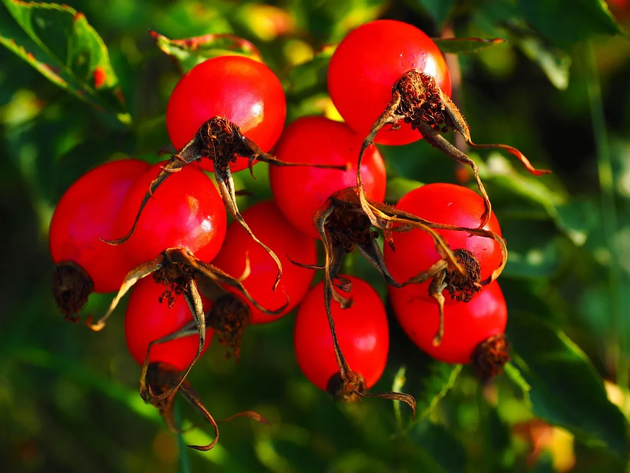 Rose hip Extract