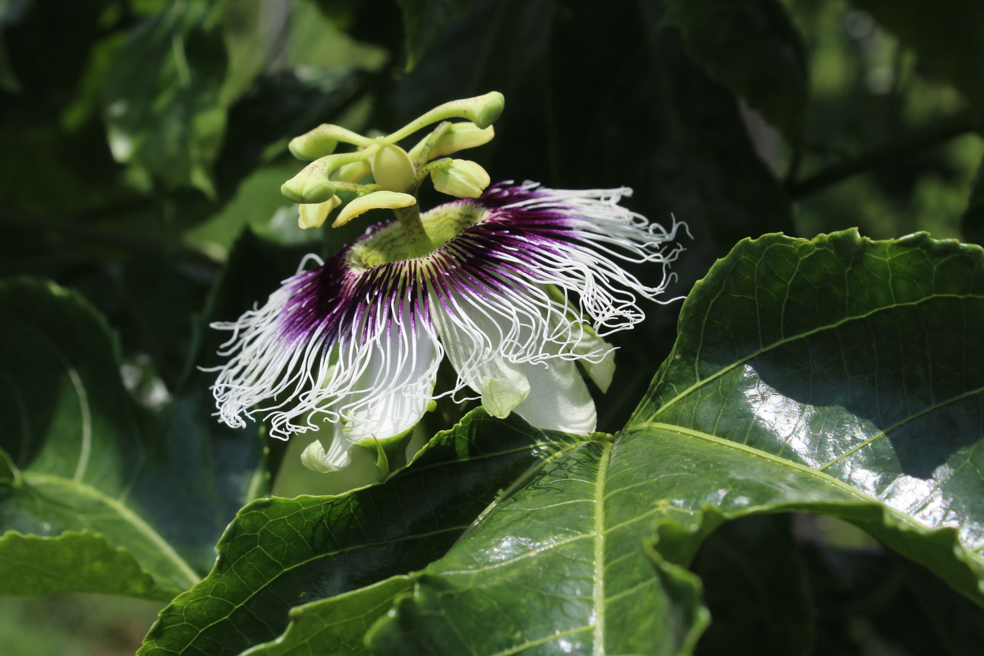 Passion Flower (Passiflora incarnata L.) extract (standardized extract) for B2B manufacturing