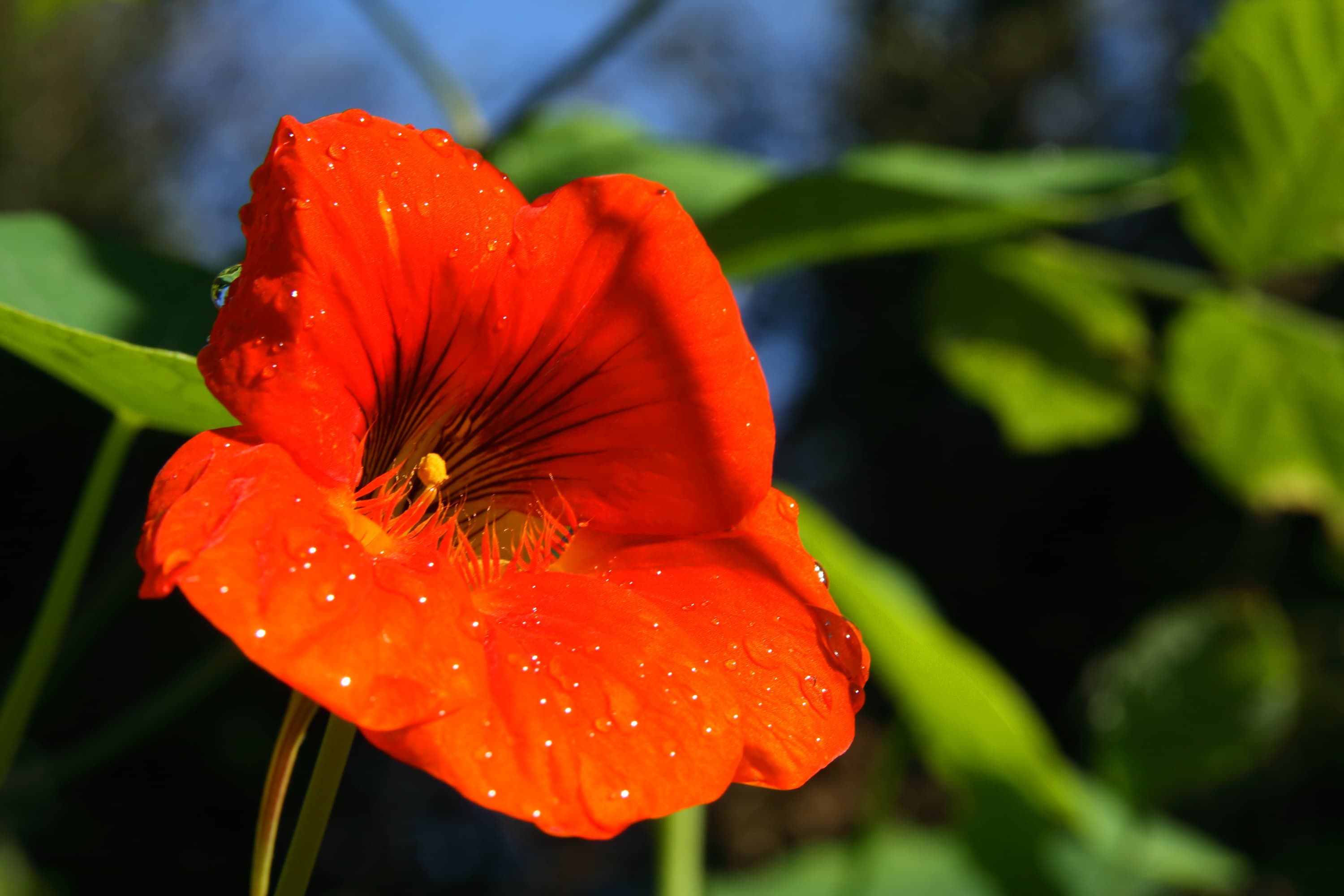 Nasturtium (Tropaeolum majus L.) extract (standardized extract) for B2B manufacturing