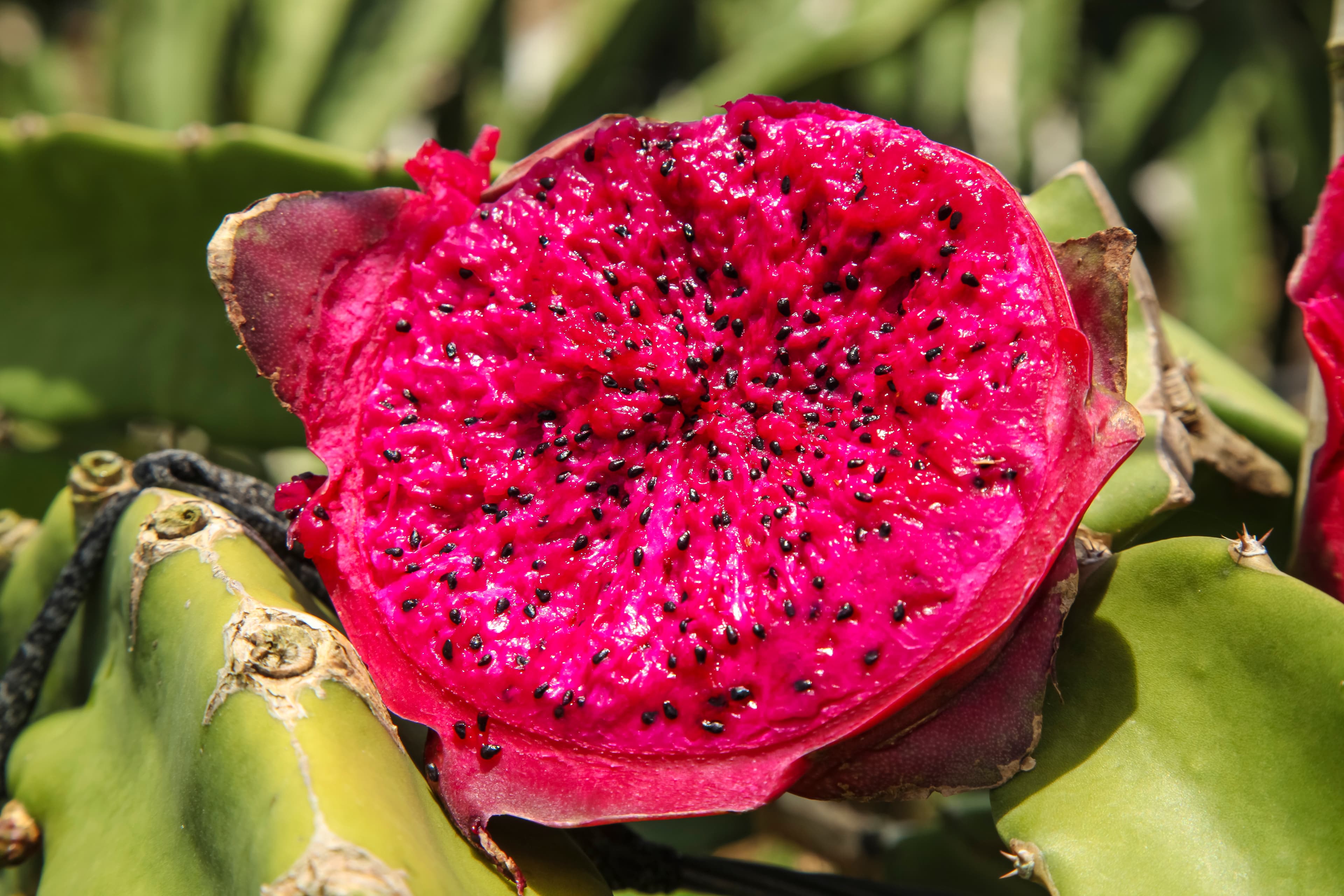 Dragon Fruit Powder Pitaya Powder (Hylocereus costaricensis) extract (standardized extract) for B2B manufacturing