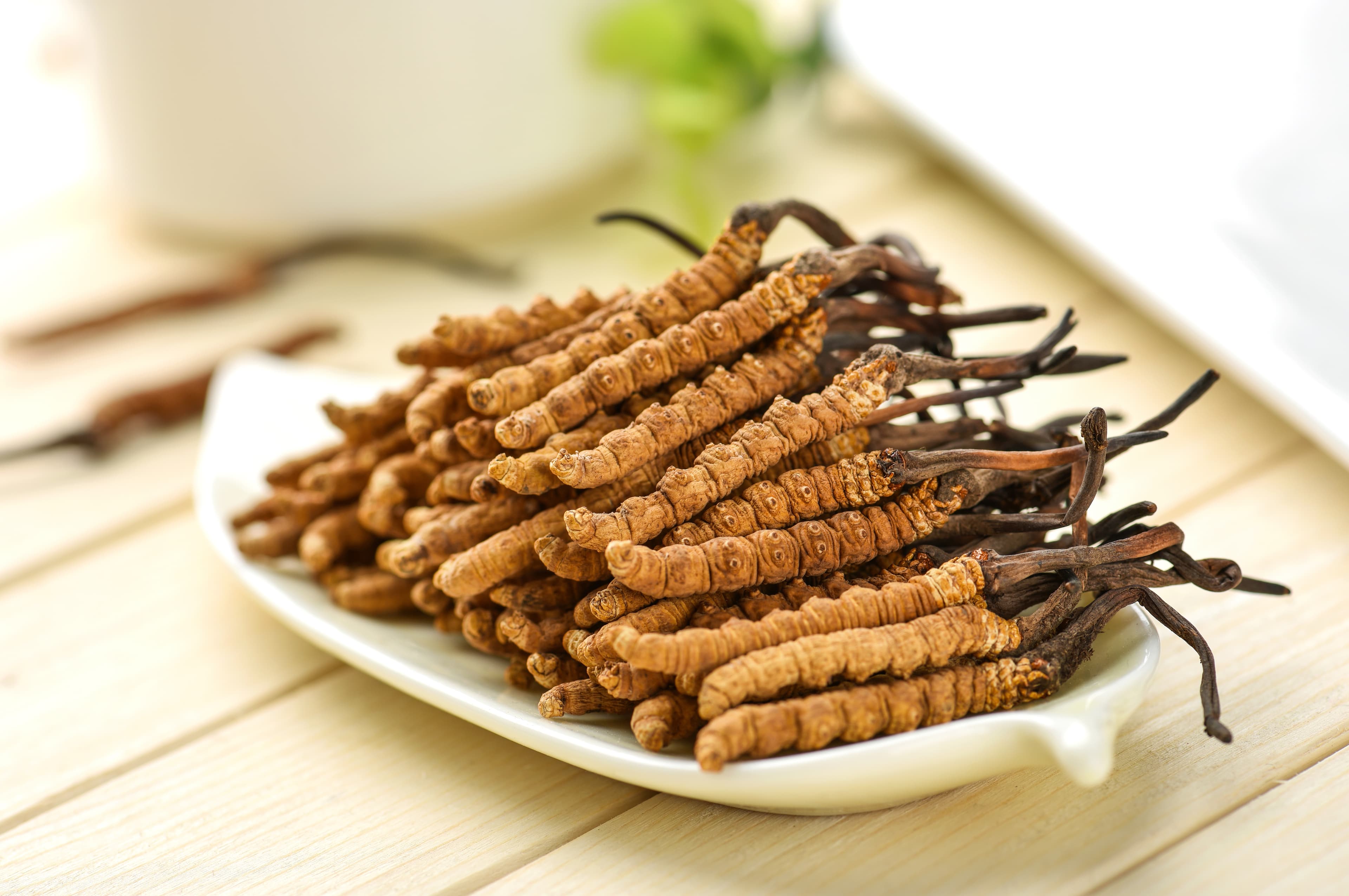 Cordyceps Mycelium (Cordyceps sinensis (Berk.) Sacc. (Fermented Mycelium)) extract (standardized extract) for B2B manufacturing